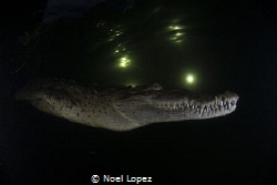 american crocodile at night in e mangrove chanel,gardens ... by Noel Lopez 